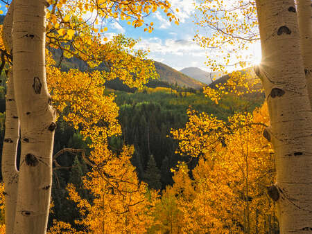 Aspen Trees