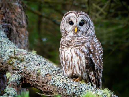 Barred Owl