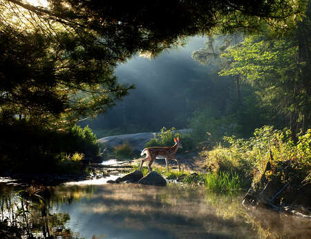 Deer in Forest