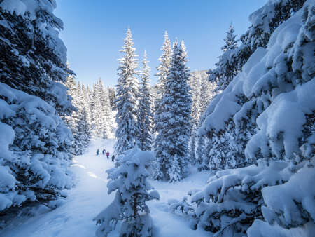 Snowy Forest