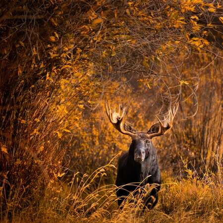 Moose with Autumn Foliage