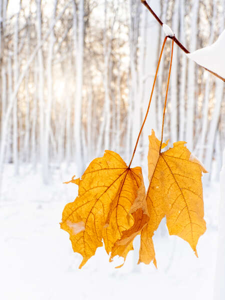 Yellow Leaves in Snowy Forest 