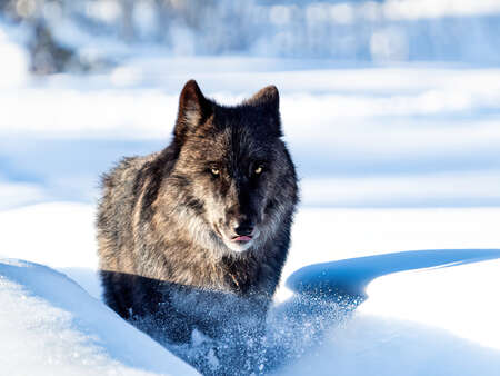 Art Lefo Wolf in Winter