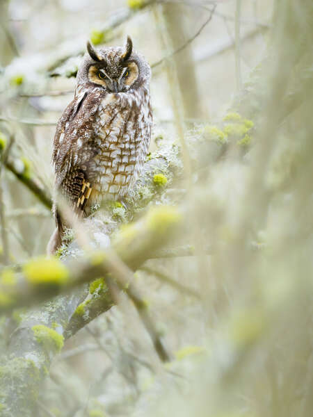 Owl in Trees