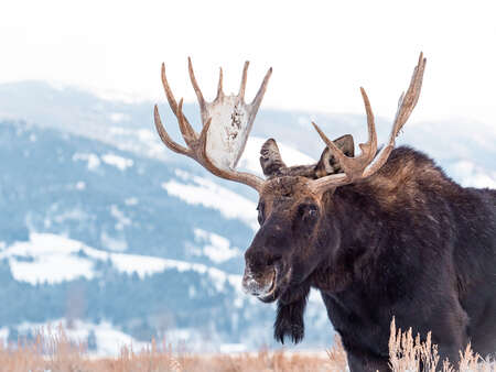 Moose in the Snow Art Lefo