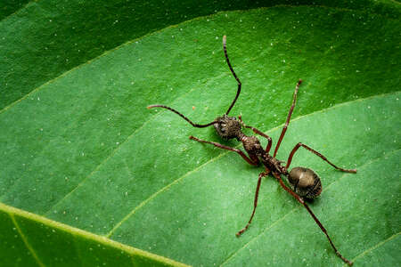 Ant species