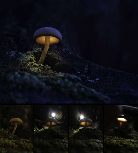 The final image of a glowing mushroom plus the shots that went into creating it