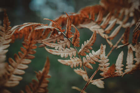 The warm colours of autumn paired with nature’s beautiful textures are so inspiring to me!