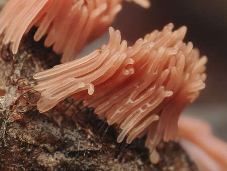 stemonitis pink slime mold