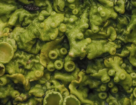 Xanthoria parietina Lichen 