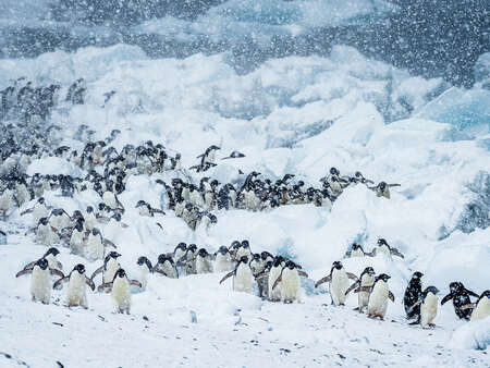 penguins