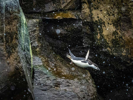 penguins flying