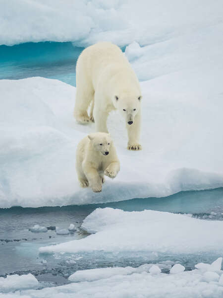 polar bear and cub