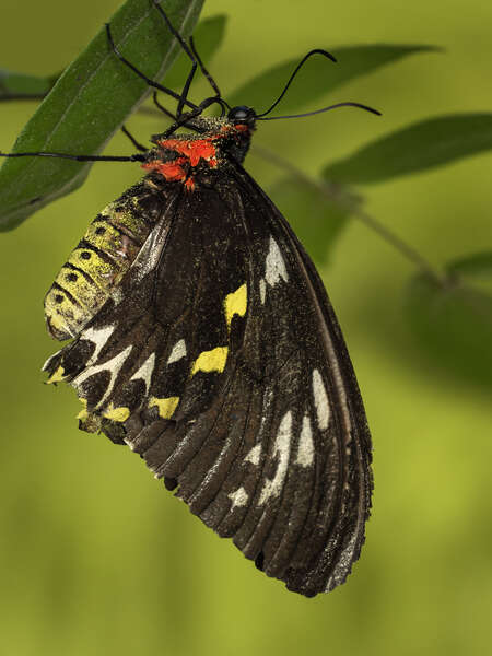 First Impression of the M.Zuiko ED 90mm F3.5 Macro IS PRO | OM SYSTEM