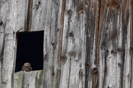 owl in loft