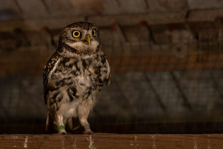 owl