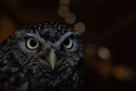 owl
