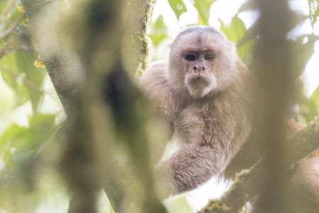 MONKEY