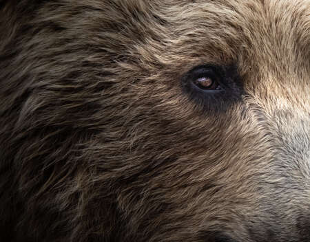 bear close up