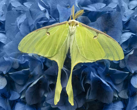 The lime green Lunar moth with its curved tail wings