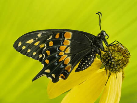 butterfly green background