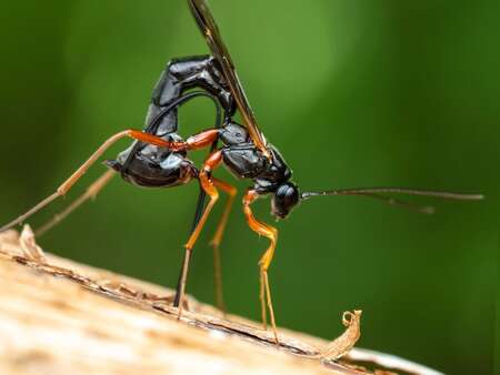 parasitoid-wasp-singleshot-frontfocus