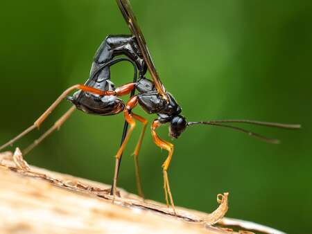 parasitoid-wasp-stack
