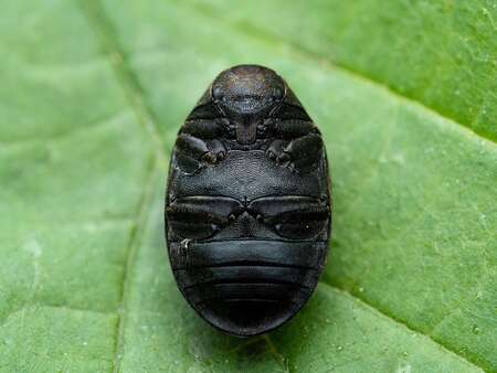 A Pill beetle