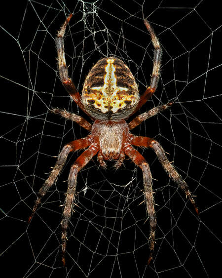 spider with web