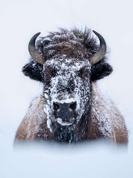 bison