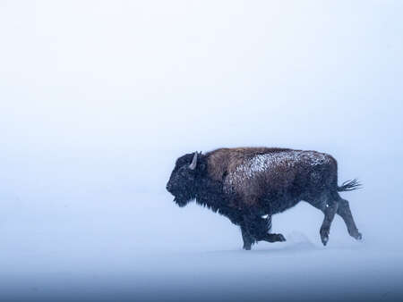 bison