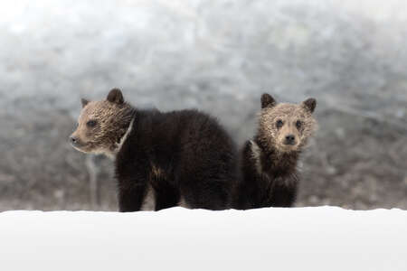 cubs