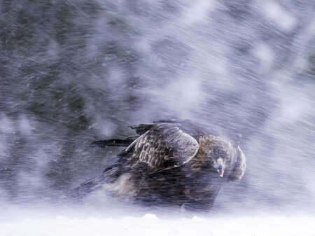 Golden Eagle in a blizzard, Utajärvi, Finland