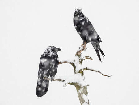 Ravens in heavy snowfall, Utajärvi, Finland