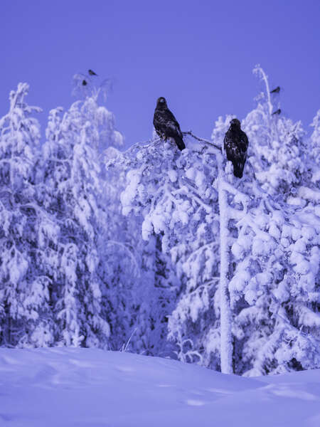 Golden Eagles in snowy landscape, Utajärvi, Finland
