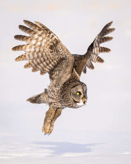 owl flying over snow