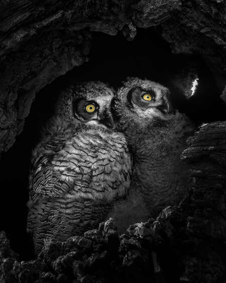 owls with yellow eyes