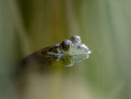 bull frog