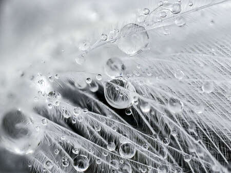 feather droplets