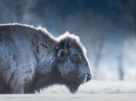 bison