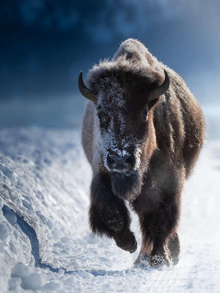 bison