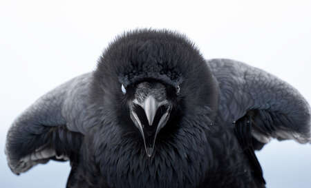 crow