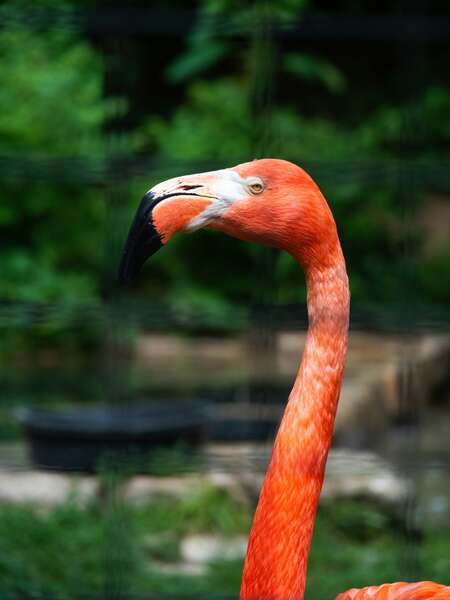 flamingo