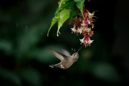hummingbird
