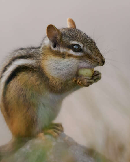 chipmunk