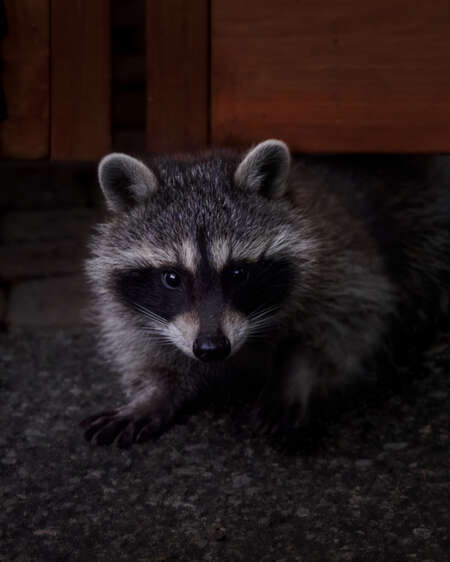 raccoon