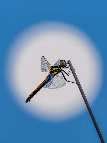 dragonfly_moon_fusek_peters