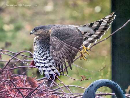 bird on branch