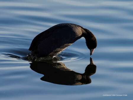 bird in water