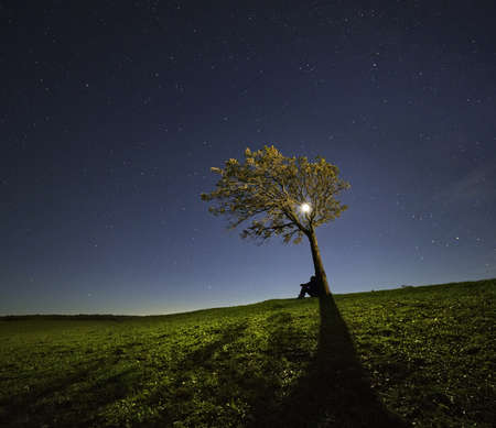 Moonlit tree